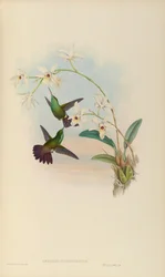 Amazilia viridigaster